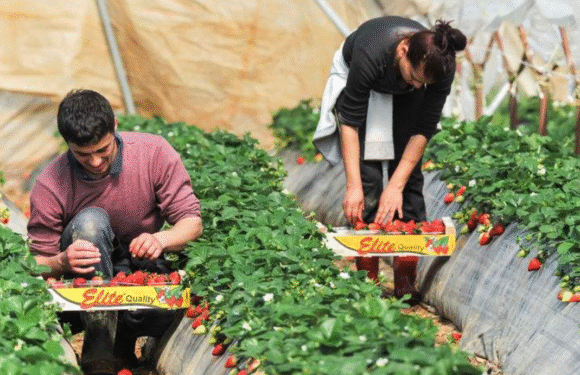 Farm Working Jobs in USA